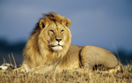 Book your Lion & Safari Park adventure with Mr C Harties.